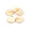 Organic white corn for a natural and healthy diet