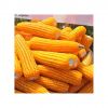 Fresh yellow corn kern...
