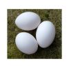 Fresh table eggs for sale in bulk at a wholesale price