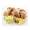 Fresh ginger roots available for bulk supply at low prices