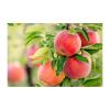 High-quality red apple...