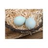 Fresh table eggs for sale in bulk at a wholesale price