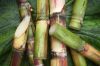 Nutrient-rich sugarcan...