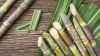 Bulk sugarcane supply for industrial and commercial use