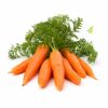 Bulk fresh carrots for export and wholesale distribution