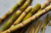 Affordable sugarcane available in bulk quantities