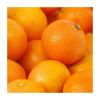 Fresh Oranges for sale in wholesale price