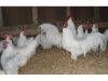 BROILER CHICKEN FOR SALE