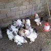 BROILER CHICKEN FOR SALE