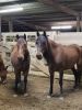 Quality Horses and Ponies calve Mare ,cow,goats piglets