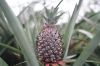 Fresh Pineapples