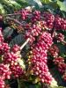 Robusta coffee beans