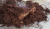 Cocopeat