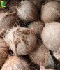 Cheapest Wholesale Semi Husked Coconut Price