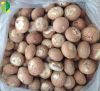 Wholesale Price of Indonesian Split Betel Nuts