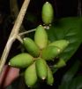 MIQUELIA DENTATA THIOP...