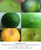 Great Fruit Fly Bait