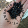Black Pepper from Indo...