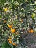 Navel Oranges, Valenci...