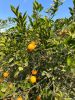 Navel Oranges, Valenci...