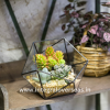 terrarium