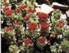 Rhodiola extract(Hanzh...