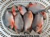 Frozen Red Pomfret  Pi...