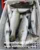 Frozen Barramundi Whol...