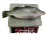 Frozen Barramundi Whol...