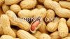 Groundnut