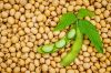 Soybeans 