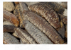 Sea cucumber 