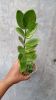 zamio culcas varigated