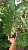 zamio culcas varigated