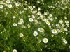 CHAMOMILE TEA