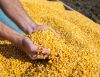 Maize, wheat soft,barley,rape seeds and rapes pie,sunflower seeds and sunflower cake,cornpellets