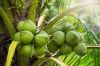 Tender Coconut