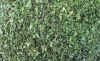 Spearmint