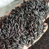 Black Rice Vietnam Brown Rice Top Product Using For Food HALAL BRCGS HACCP ISO 22000 Certificate Custom Packing