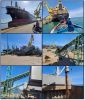 Viet Nam wood chips fo...