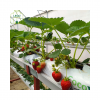 Hydroponic Strawberry ...