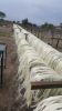 BUY SISAL FIBER UG / SSUG GRADES