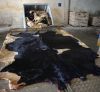 DRY AND WET SALTED DONKEY / HORSE HIDES / WET COW HIDES