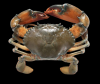 Live Mud Crab