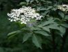 Elderberry Plant (drie...