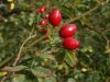 Dog Rose (dried fruit)...