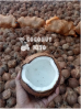 semi husked coconut