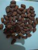 Cocoa beans