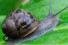 Snail Slime