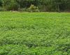 NEEM tree Leaves